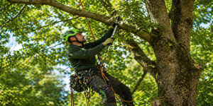 🌳 Baumpflege und Baumerhaltung